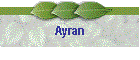 Ayran